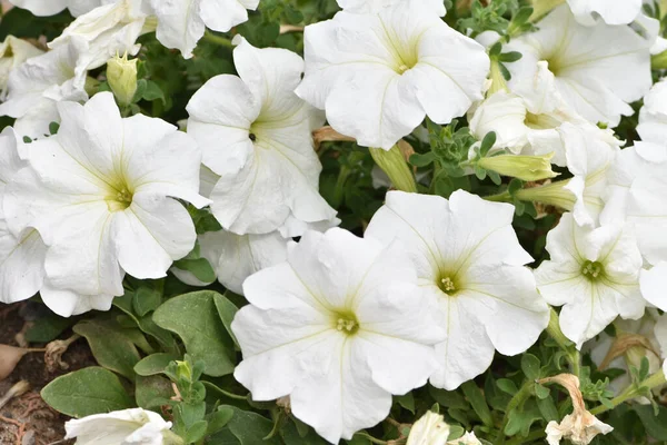 Hermosas Flores Blancas Jardín Jardín Petunia Gran Petunia Blanca Petunia — Foto de Stock