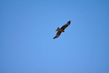 Yırtıcı bir kuş, gökyüzünde yükselir, avını takip eder. Doğu Şahini (Buteo Japonicus)