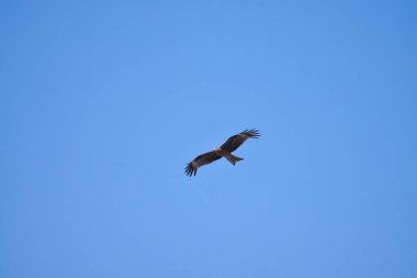 Yırtıcı bir kuş, gökyüzünde yükselir, avını takip eder. Doğu Şahini (Buteo Japonicus)