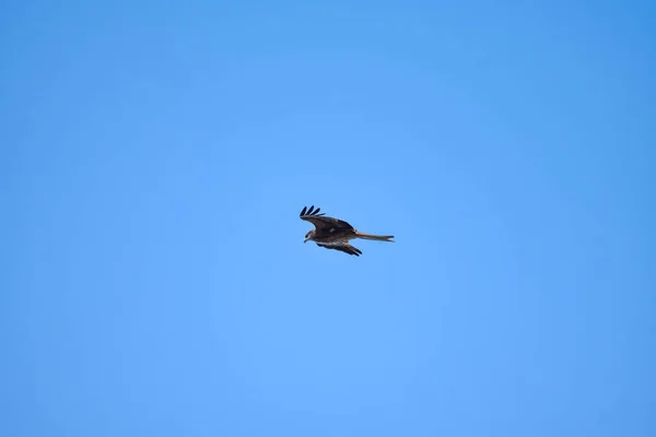 Pájaro Presa Eleva Alto Del Cielo Buscando Presa Buitre Oriental — Foto de Stock
