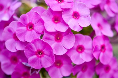 Güzel pembe çiçekler sonbahar pembesi, yaz fenomeni, tatlı William, daimi Phlox