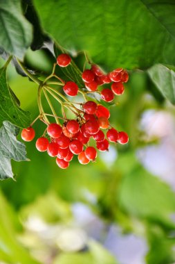 Akşam ışığının arka planında kırmızı viburum meyveleri