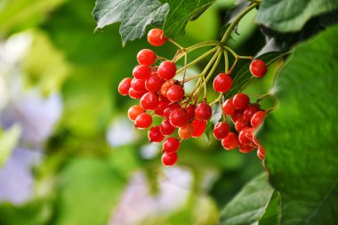 Akşam ışığının arka planında kırmızı viburum meyveleri