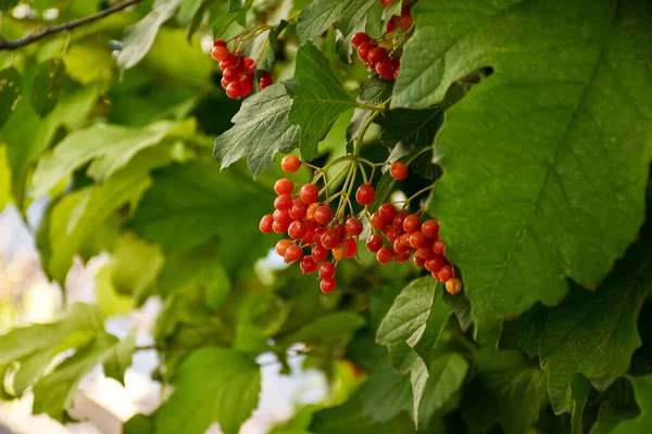 Los Frutos Maduros Del Viburnum Rojo Sobre Fondo Luz Tarde — Foto de Stock