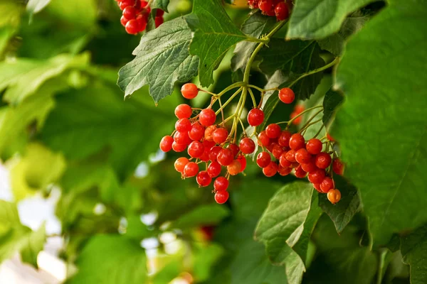 Los Frutos Maduros Del Viburnum Rojo Sobre Fondo Luz Tarde —  Fotos de Stock