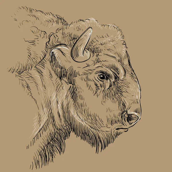Retrato Pensativo Monocromático Desenho Bisonte Ilustração Vetorial Desenhada Mão Isolada — Vetor de Stock