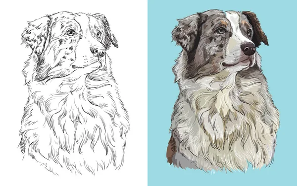 Realistic Head American Australian Shepherd Vector Black White Colorful Isolated — Διανυσματικό Αρχείο