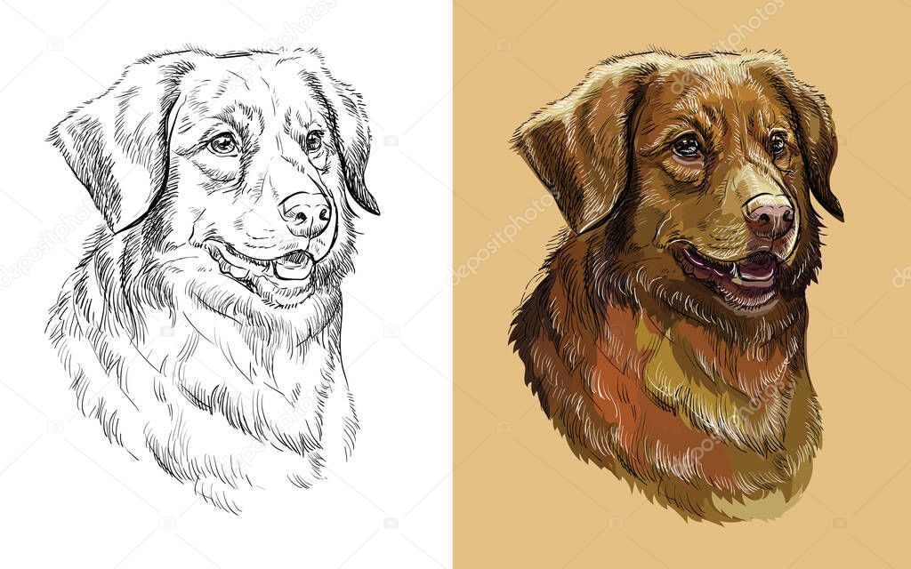 Realistic head of Nova Scotia Duck Tolling Retriever dog. Vector black and white and colorful isolated illustration of dog. For decoration, coloring book, design, prints, posters, postcards, stickers, tattoo, t-shirt