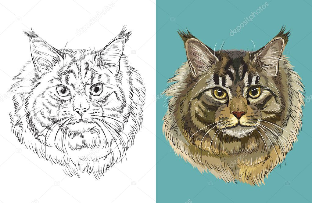 Hand drawn head of Maine coon cat. Vector black and white and colorful isolated illustration of horse. For decoration, coloring book, design, prints, posters, postcards, stickers, tattoo, t-shirt