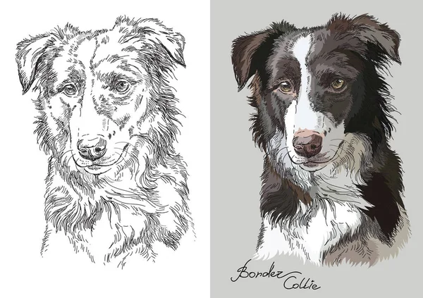 Cabeça Realista Border Collie Vetor Preto Branco Colorido Ilustração Isolada —  Vetores de Stock