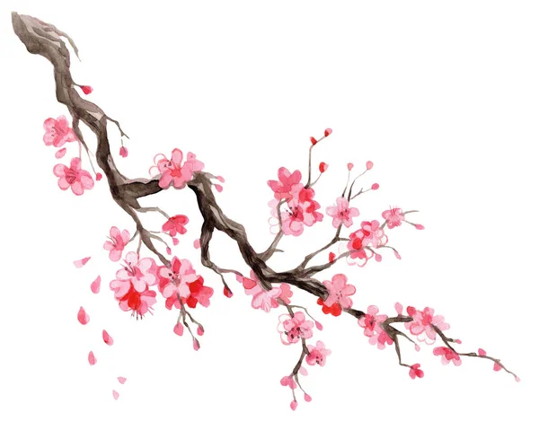 Ilustracja Akwarela Sakura Ręcznie Rysowany Japoński Kwiat Wiśni Gałąź Kwiatów — Zdjęcie stockowe