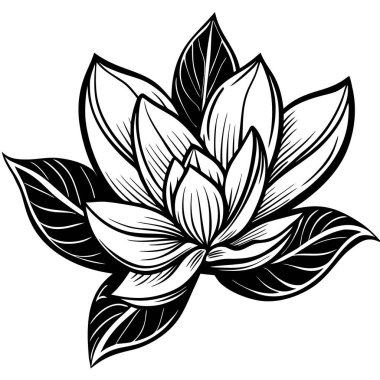 Çiçek açan bir nilüfer çiçeğinin detaylı siyah beyaz çizimi