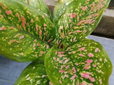 Aglaonema bitki yapraklarının yakın plan çekimlerinde doğal benekli desenlerle birlikte yeşil ve pembe renklerin karışımı yer alıyor. Bu tropik süs bitkisi kapalı alanda popüler ve güzelliği, tazeliği ve tropikal zarafeti sembolize ediyor.. 