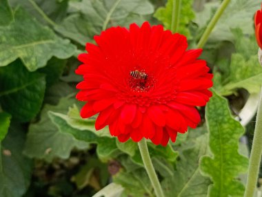 A vivid close-up of a red gerbera daisy in a lush garden, showcasing bright petals, rich color, and plant greenery in soft background. Ideal for nature, beauty, and floral themes