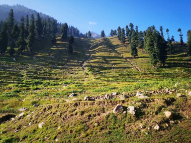 Teraslı tarlaların, dağılmış kayaların ve güneş ışığıyla yıkanmış uzun çam ağaçlarının olduğu sakin bir tepe manzarası. Doğa, seyahat ve kırsal manzara görselleri için ideal sükunet, keşif ve açık hava yaşamı..