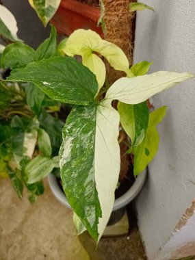 Değişik bir ok başı bitkisi, özellikle Sengonyum podophyllum 'Albo-Variegatum'.