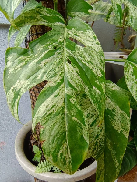 Monstera Thai Takımyıldızı mermer çeşitlilikte yapraklar ve çitlemlerle, kapalı alanda nötr bir arkaplanda konaklıyor.