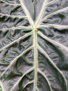 Alocasia cinsi, rizomatöz ya da tüberküloz, geniş yapraklı, uzun ömürlü, çiçek açan Araceae familyasından bir bitki.