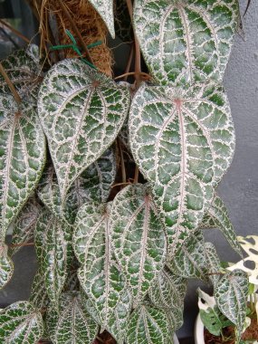 Piper Ornatum bitkisinin odaklanmış görüntüsü. Kalp şeklinde Piper ornatum yaprakları çarpıcı beyaz venasyon, bereketli şelale, süs yaprakları tropikal bitki dekoru için ideal.