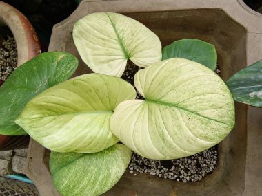 Araceae familyasından çiçek açan bir bitki cinsi olan Homalomena bitkisinin odaksız görüntüsü