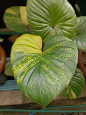 Araceae familyasından çiçek açan bir bitki cinsi olan Homalomena bitkisinin odaksız görüntüsü