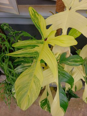 Philodendron 'un seçici odak noktası, Araceae familyasından bir bitki türü.