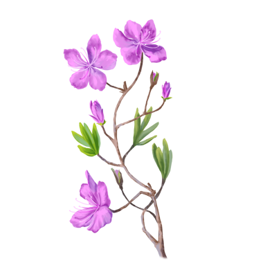 Eczane Paketi illüstrasyonu için tıbbi bitki. Tedavi ve alternatif tıp için el yapımı otlar. Sağlıklı bitkiler. Paket tasarımı için eczane koleksiyonu