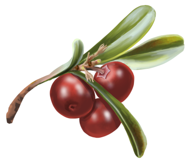 Eczane Paketi illüstrasyonu için tıbbi bitki. Tedavi ve alternatif tıp için el yapımı otlar. Sağlıklı bitkiler. Paket tasarımı için eczane koleksiyonu