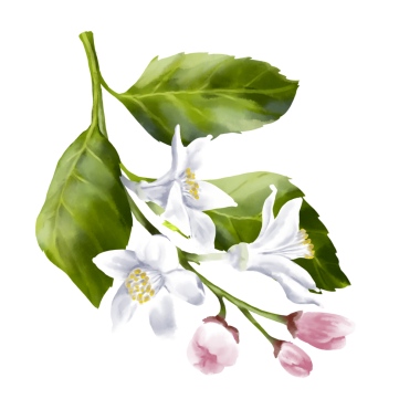 Limon ağacı dalları. Daldaki limon çiçekleri. Bahçe ağacının yaprakları ve çiçekleri. Yaz bahçesi. Sarı ekşi meyvelerin çiçeği. El çizimi illüstrasyon