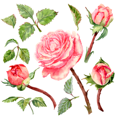 Yaz Çiçekleri ile suluboya seti. Açık pembe güller ve kökleri yeşillik. Dallarda Yapraklar. Buds 'la bahar çekimleri.