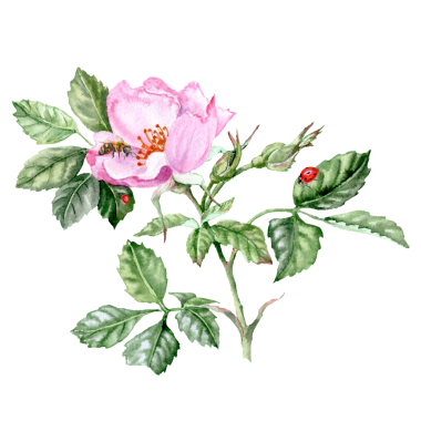 Elle çizilmiş gül çiçeği. Pembe çiçekli şifalı bitki. Bahar çiçekleri. Çay için çiçekler. Kartlar ve davetiyeler için Rosehip çiçekleri