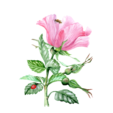 Elle çizilmiş gül çiçeği. Pembe çiçekli şifalı bitki. Bahar çiçekleri. Çay için çiçekler. Kartlar ve davetiyeler için Rosehip çiçekleri