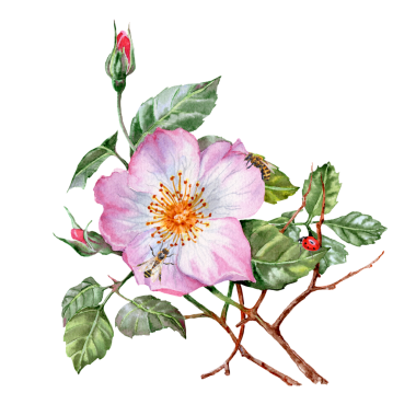 Elle çizilmiş gül çiçeği. Pembe çiçekli şifalı bitki. Bahar çiçekleri. Çay için çiçekler. Kartlar ve davetiyeler için Rosehip çiçekleri