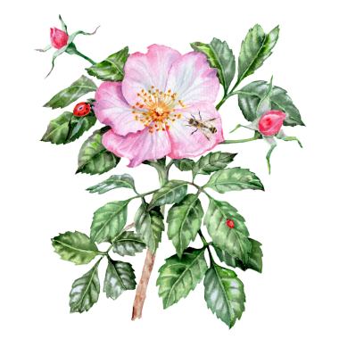 Elle çizilmiş gül çiçeği. Pembe çiçekli şifalı bitki. Bahar çiçekleri. Çay için çiçekler. Kartlar ve davetiyeler için Rosehip çiçekleri