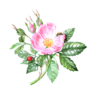 Elle çizilmiş gül çiçeği. Pembe çiçekli şifalı bitki. Bahar çiçekleri. Çay için çiçekler. Kartlar ve davetiyeler için Rosehip çiçekleri