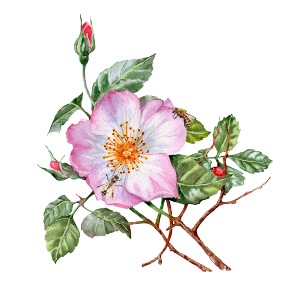 Elle çizilmiş gül çiçeği. Pembe çiçekli şifalı bitki. Bahar çiçekleri. Çay için çiçekler. Kartlar ve davetiyeler için Rosehip çiçekleri