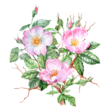 Dikenli dallarda üç tane pembe gül çiçeği boyadım. Elle çizilmiş buket. Pembe çiçekli şifalı bitki. Bahar çiçekleri. Çay için çiçekler. Kartlar ve davetiyeler için Rosehip çiçekleri
