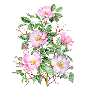 Dikenli dallarda beş gül kalemi çiçeği, elle çizilmiş illüstrasyon. Elle çizilmiş buket. Pembe çiçekli şifalı bitki. Bahar çiçekleri. Çay için çiçekler. Kartlar ve davetiyeler için Rosehip çiçekleri