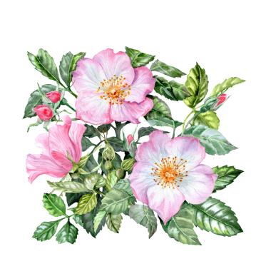 Elle çizilmiş pembe çiçekli, tomurcuklu ve yemyeşil gül buketi. Elle çizilmiş buket. Pembe çiçekli şifalı bitki. Bahar çiçekleri. Çay için çiçekler. Kartlar ve davetiyeler için Rosehip çiçekleri