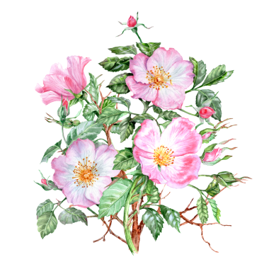 Dikenli dallarda tomurcukları olan dört gül çiçeği. Elle çizilmiş buket. Pembe çiçekli şifalı bitki. Bahar çiçekleri. Çay için çiçekler. Kartlar ve davetiyeler için Rosehip çiçekleri