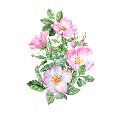 Elle boyanmış pembe gül çiçeği demeti. Elle çizilmiş buket. Pembe çiçekli şifalı bitki. Bahar çiçekleri. Çay için çiçekler. Kartlar ve davetiyeler için Rosehip çiçekleri