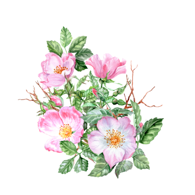 Pembe gül çiçekleri ve suluboya dikenli dallar. Elle çizilmiş buket. Pembe çiçekli şifalı bitki. Bahar çiçekleri. Çay için çiçekler. Kartlar ve davetiyeler için Rosehip çiçekleri