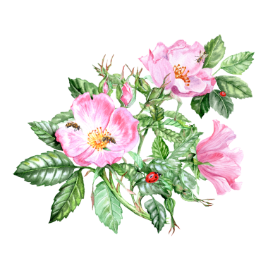 Arı ve kadın çantalı el yapımı pembe gül buketi. El yapımı buket. Pembe çiçekli şifalı bitki. Bahar çiçekleri. Çay için çiçekler. Kartlar ve davetiyeler için Rosehip çiçekleri