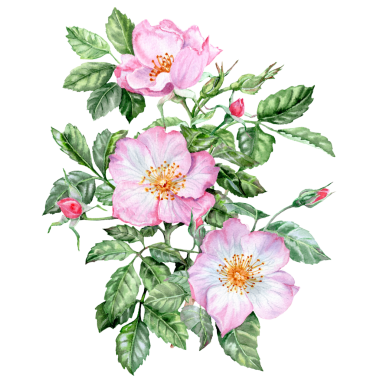 Elle çizilmiş pembe gül buketi. Elle çizilmiş buket. Pembe çiçekli şifalı bitki. Bahar çiçekleri. Çay için çiçekler. Kartlar ve davetiyeler için Rosehip çiçekleri