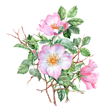 Gül çiçeği desenli el çizimi çiçek buketi. Bahçe buketi. Pembe çiçekli şifalı bitki. Bahar çiçekleri. Çay için çiçekler. Kartlar ve davetiyeler için Rosehip çiçekleri