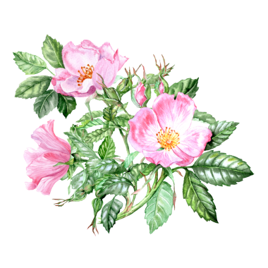 Gül çiçeği desenli el çizimi çiçek buketi. Bahçe buketi. Pembe çiçekli şifalı bitki. Bahar çiçekleri. Çay için çiçekler. Kartlar ve davetiyeler için Rosehip çiçekleri