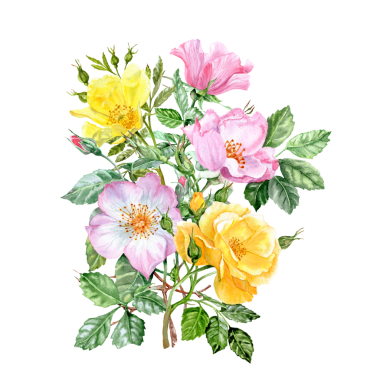 Sarı ve pembe gül çiçekli el çizimi buket. Pembe ve sarı çiçekli şifalı bitki. Bahar çiçekleri. Çay için çiçekler. Kartlar ve davetiyeler için Rosehip çiçekleri