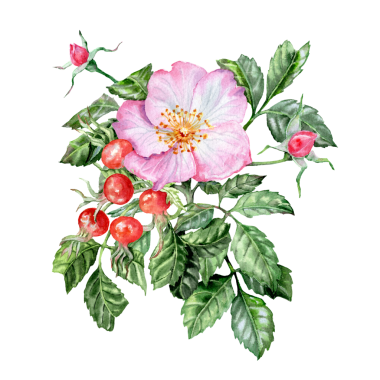 Elle çizilmiş buket. Pembe çiçekli ve meyveli ilaç bitkisi. Bahar çiçekleri. Çay için çiçek ve böğürtlen. Kartlar ve davetiyeler için Rosehip çiçekleri