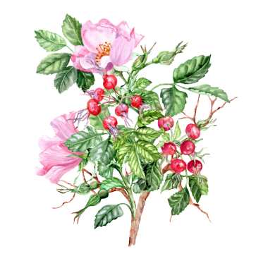 Elle çizilmiş buket. Pembe çiçekli ve meyveli ilaç bitkisi. Bahar çiçekleri. Çay için çiçek ve böğürtlen. Kartlar ve davetiyeler için Rosehip çiçekleri