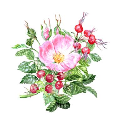 Elle çizilmiş buket. Pembe çiçekli ve meyveli ilaç bitkisi. Bahar çiçekleri. Çay için çiçek ve böğürtlen. Kartlar ve davetiyeler için Rosehip çiçekleri